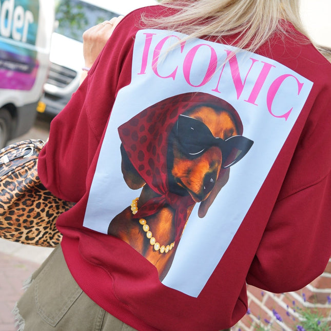 SWEATER DOG ICONIC BORDEAUX - Hipishet